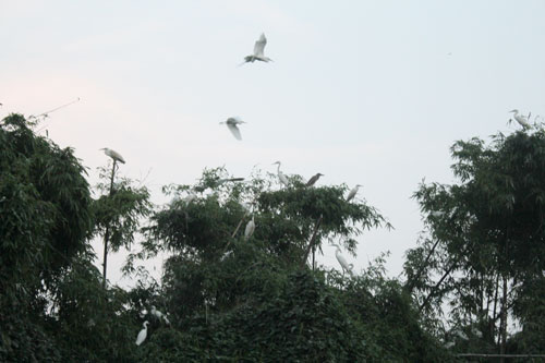 Những cánh cò trắng hối hả bay về tổ mỗi khi chiều về.